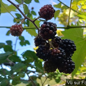 jardin breton capitaine jack (40).jpg