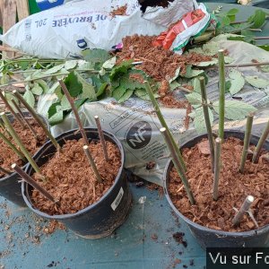 jardin breton capitaine jack (42).jpg