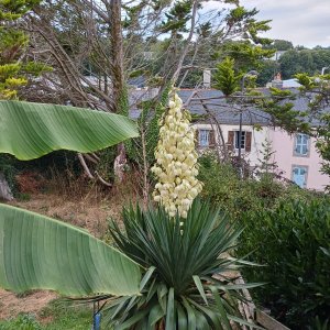 jardin breton capitaine jack (43).jpg