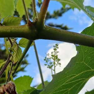 jardin breton capitaine jack (44).jpg