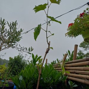 jardin breton capitaine jack (45).jpg