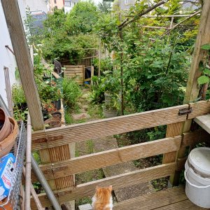 jardin breton capitaine jack (47).jpg