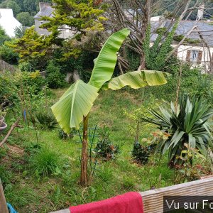 jardin breton capitaine jack (48).jpg