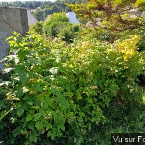 jardin breton capitaine jack (10).jpg