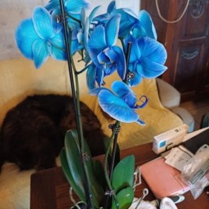 jardin breton capitaine jack (11).jpg