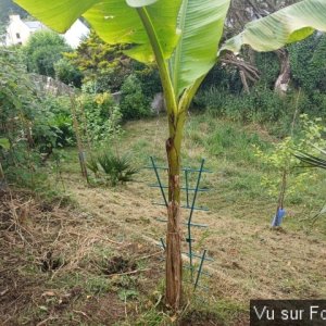 jardin breton capitaine jack (14).jpg