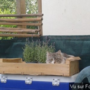 jardin breton capitaine jack (24).jpg