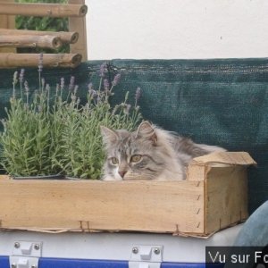 jardin breton capitaine jack (25).jpg