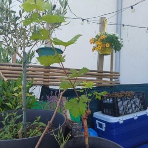 jardin breton capitaine jack (29).jpg