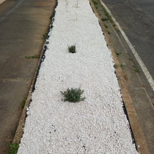 jardin breton capitaine jack (37).jpg