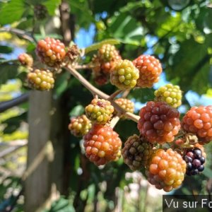 jardin breton capitaine jack (39).jpg