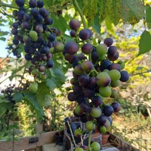 Vigne de capitaine jack (41).jpg