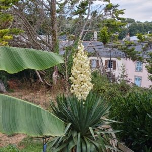 jardin breton capitaine jack (43).jpg