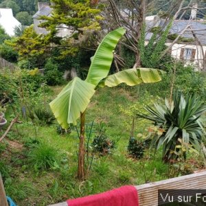 jardin breton capitaine jack (48).jpg