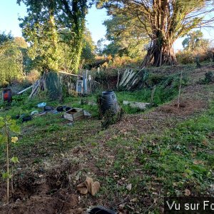 4 plants de vigne plantés - Capitaine Jack.jpg