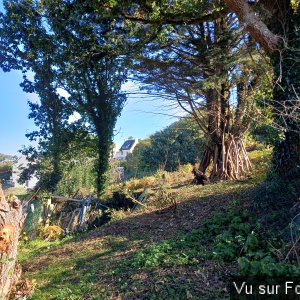 Futures plantations des vignes - Capitaine Jack.jpg