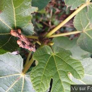 Le figuier du Capitaine Jack.jpg