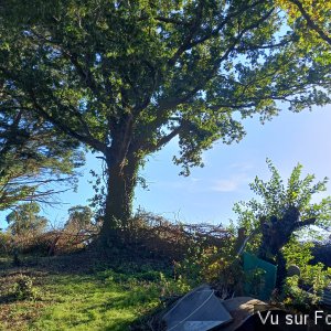 Les vignes se poursuivront sur la partie gauche - Capitaine Jack .jpg