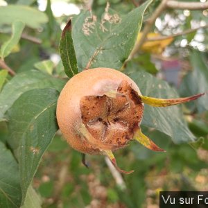Nèfle jardin de Capitaine Jack.jpg