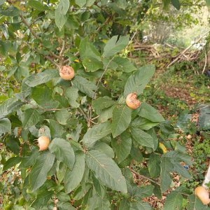 Néflier de Capitaine Jack.jpg