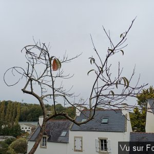 Pêcher taillé par Capitaine Jack jardinier.jpg