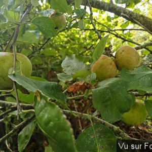 Pommes de Capitaine Jack.jpg
