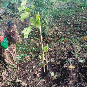 Première plantation de vigne - Capitaine Jack.jpg