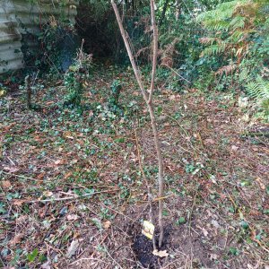 Second figuier planté - Capitaine Jack.jpg