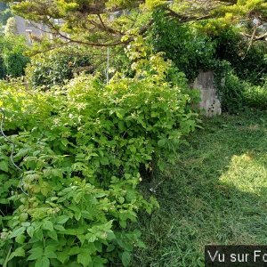 Silence ça pousse (14)_1.jpg