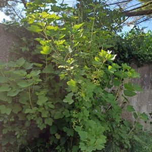 Silence ça pousse (15)_1.jpg