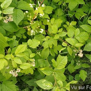 Silence ça pousse (18)_1.jpg