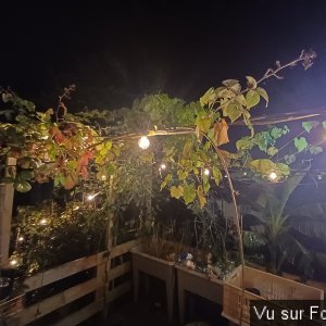 silence ca pousse pour capitaine jack.jpg