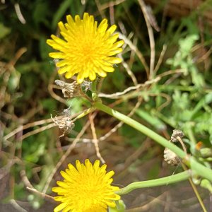 fleurs du train de capitaine jack (1).jpg
