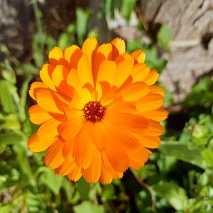 fleurs du train de capitaine jack (3).jpg