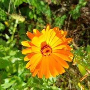 fleurs du train de capitaine jack (4).jpg