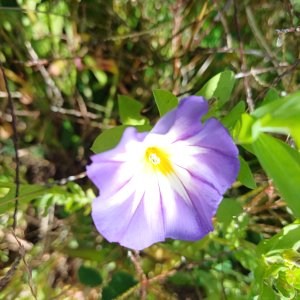 fleurs du train de capitaine jack (6).jpg