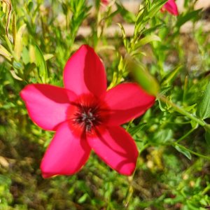 fleurs du train de capitaine jack (7).jpg