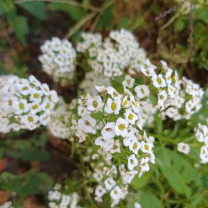 fleurs du train de capitaine jack (8).jpg