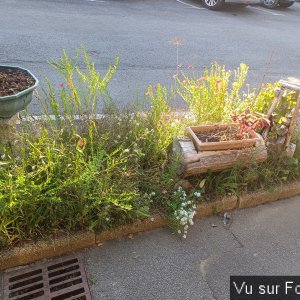 fleurs du train de capitaine jack (9).jpg