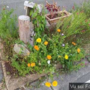 fleurs du train de capitaine jack (10).jpg