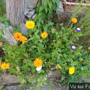 fleurs du train de capitaine jack (11).jpg