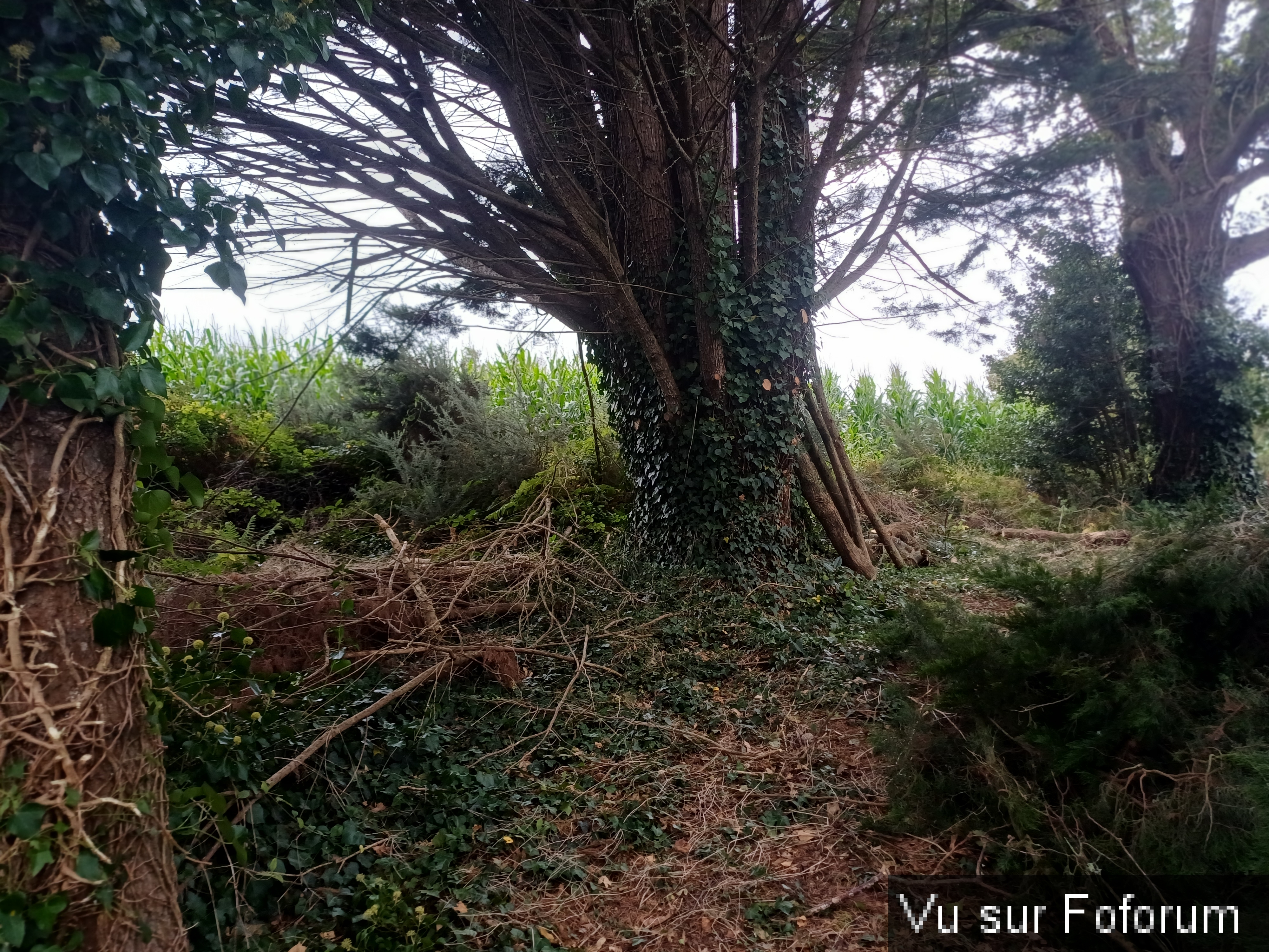 08 Arbres et branches sont à terre