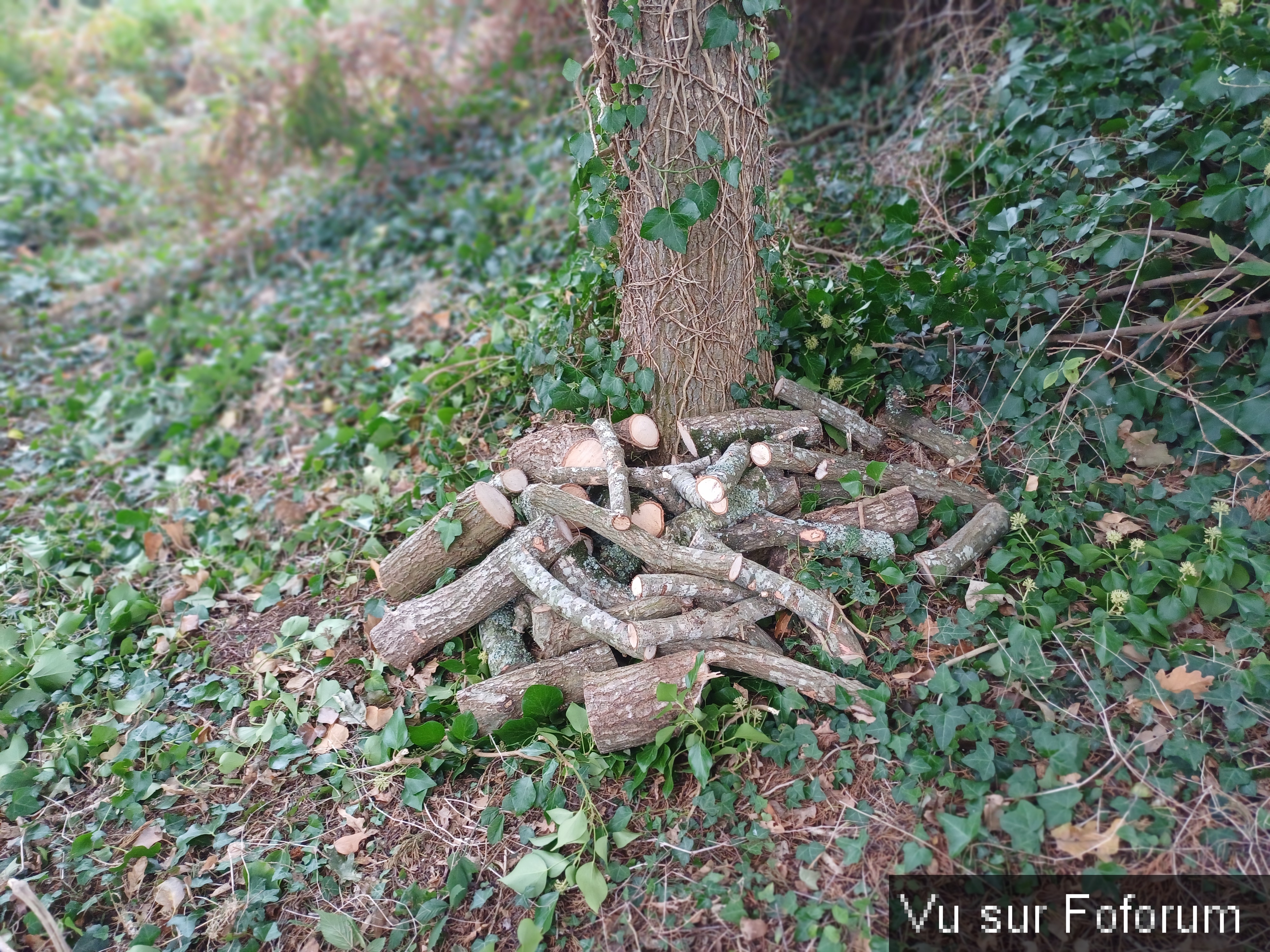 10 Petit stock de bois