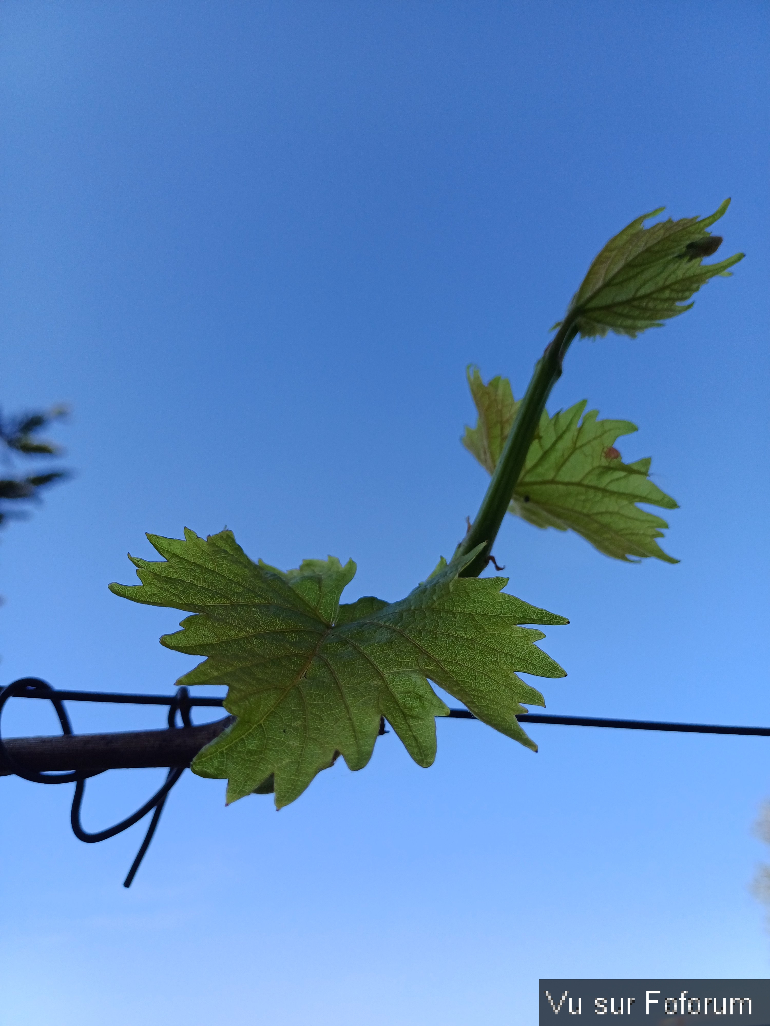 24 - Bourgeon de vigne - Capitaine Jack