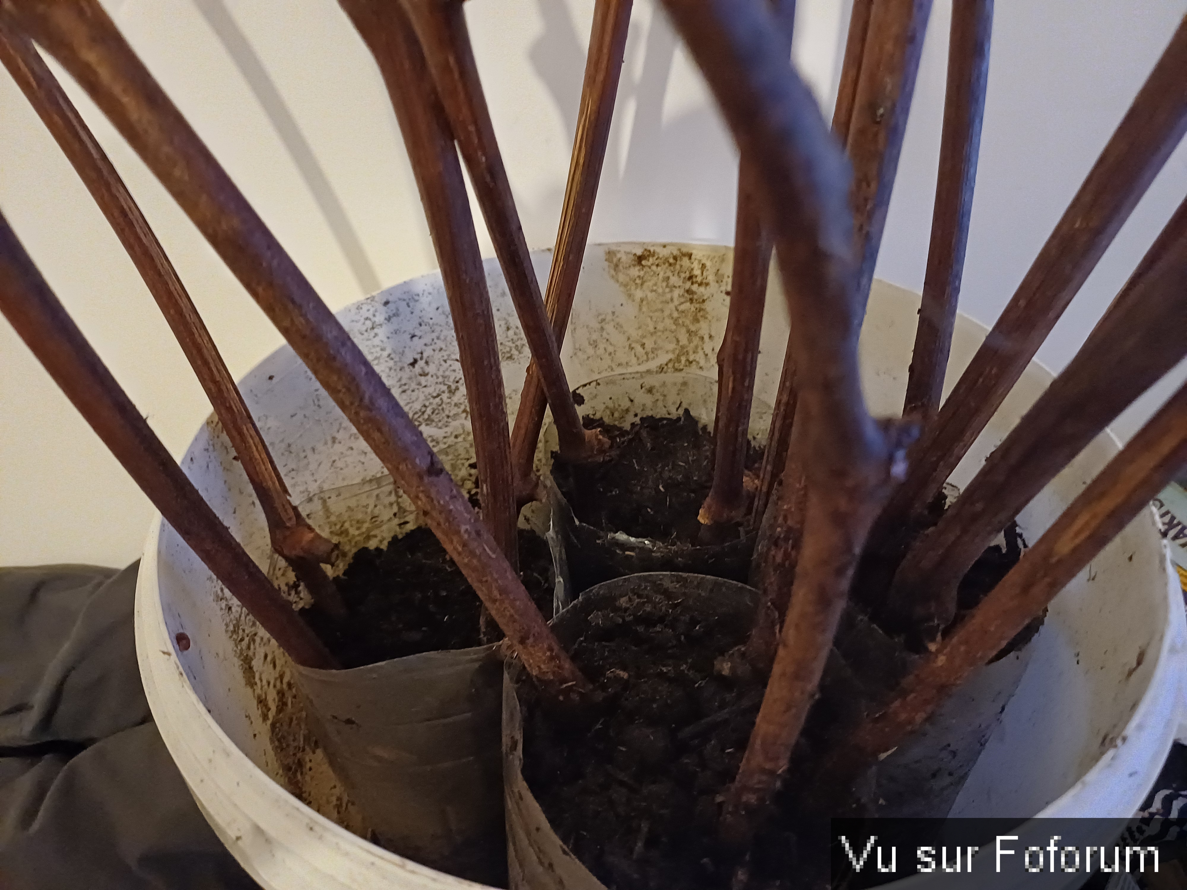 Boutures de vigne dans de la terre