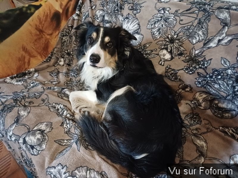 Capitaine Jack vous présente Pilou_1.jpg