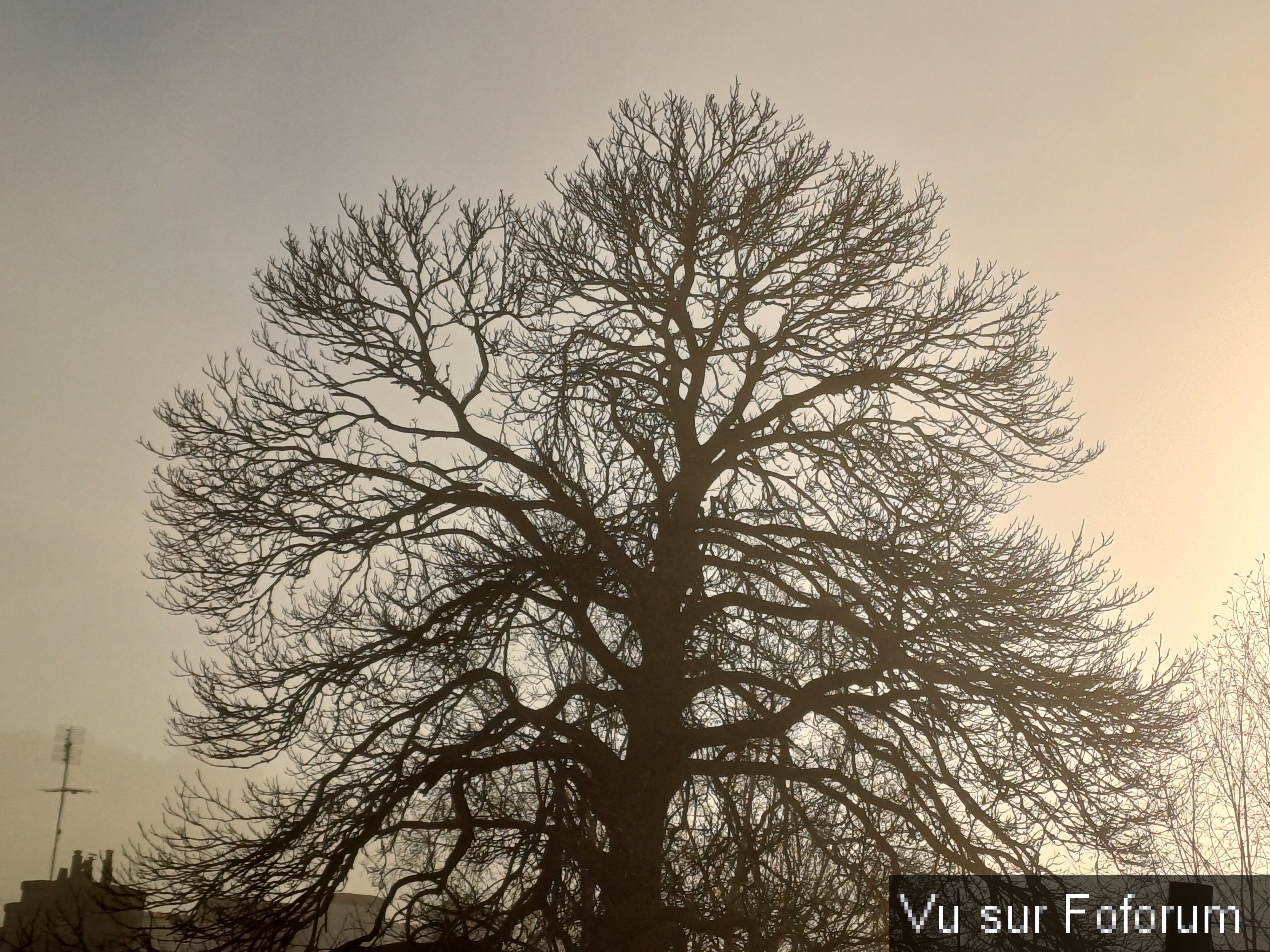 châtaignier terrain du bas - capitaine jack