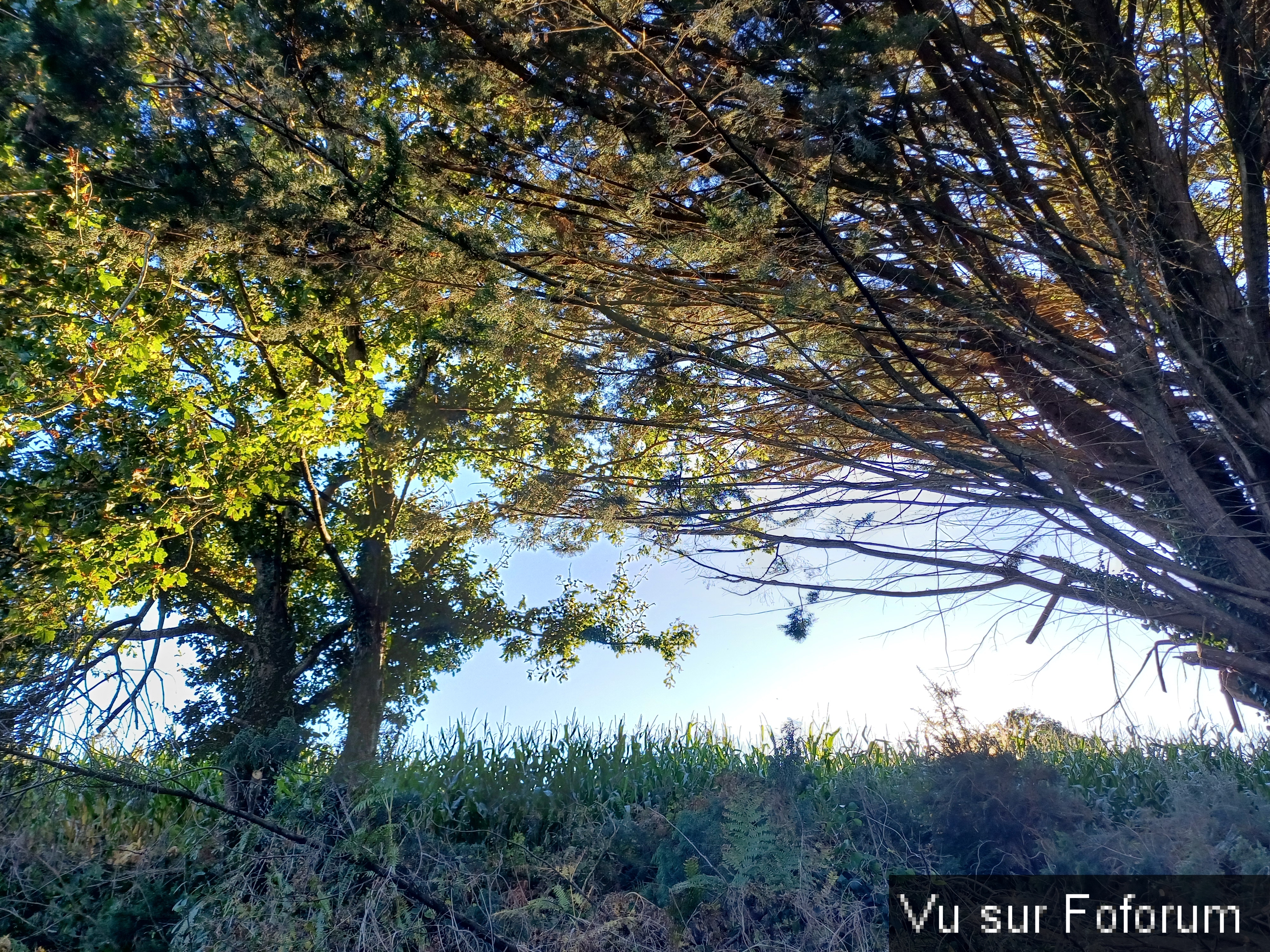 Côté sapin la vue commence à se dégager