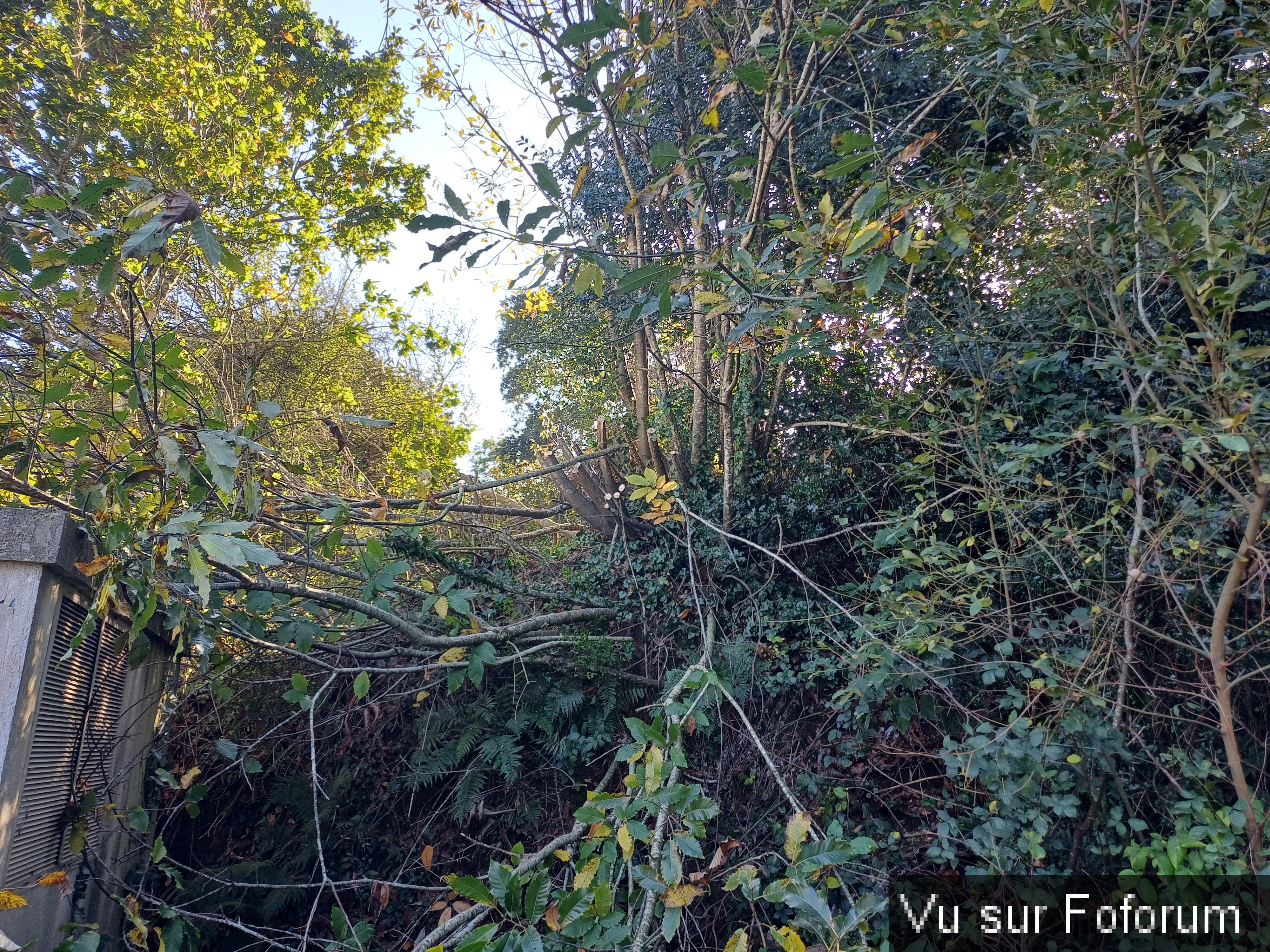 Des arbres à mettre au sol pour les débiter