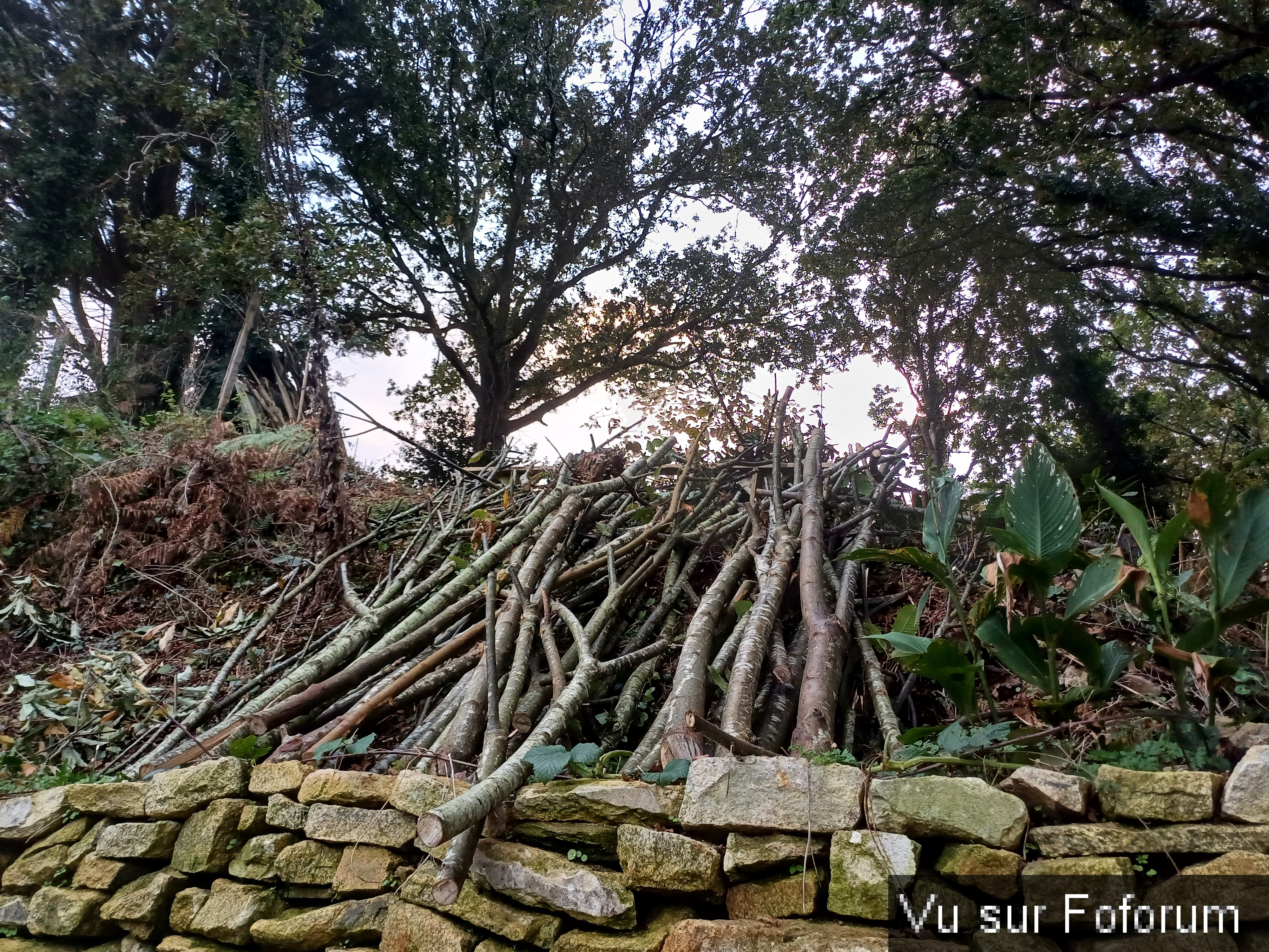 Des branches qui vont servir - Capitaine Jack